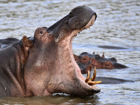 https://www.baobabtrails.com/wp-content/uploads/2018/11/COW3234-2.jpg