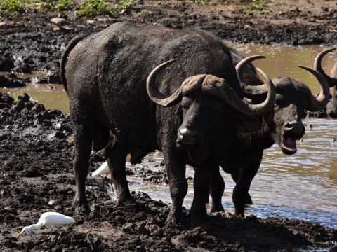 https://www.baobabtrails.com/wp-content/uploads/2018/11/COW3618-2.jpg