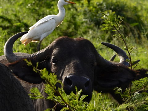 https://www.baobabtrails.com/wp-content/uploads/2018/11/COW3769-2.jpg